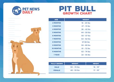 Pit Bull Growth Chart How Big Will Your Pit Bull Get Pet News Daily