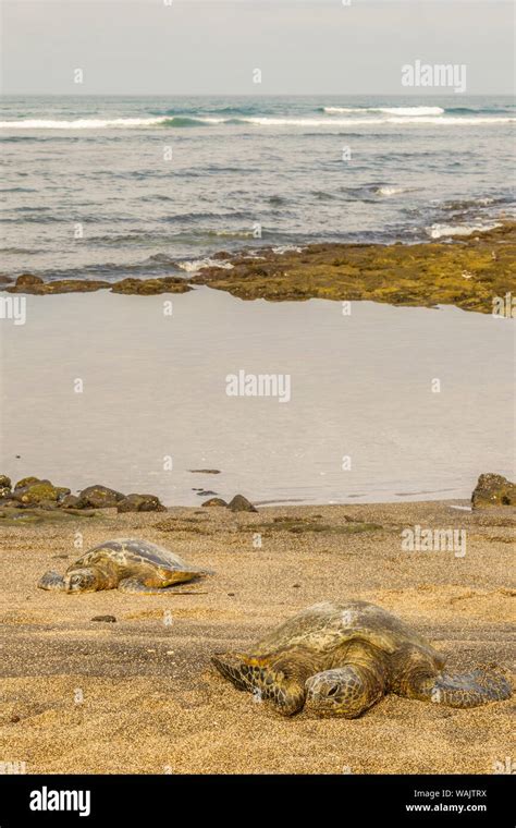 Green Sea Turtles On Shore Hi Res Stock Photography And Images Alamy
