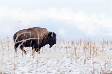 Buffalo In The Snow Stock Photo Download Image Now Istock