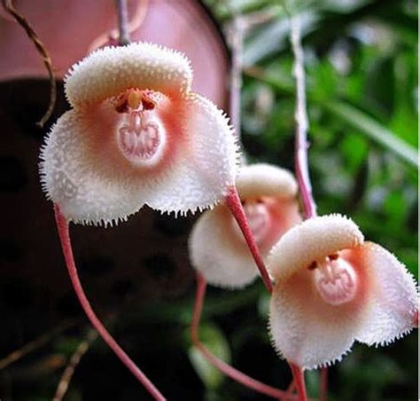 Rare Orchid Species That Look Like Tiny Monkey Faces Rare Orchids