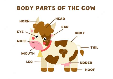 Premium Vector Body Parts Of The Cute Cartoon Farm Cow Animals