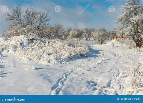 Winter Landscape With Pedestrian Path Through Snow Covered Orchard