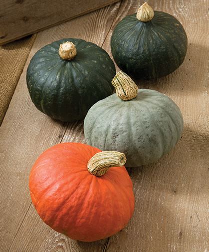 We did not find results for: Kabocha Winter Squash Growing Information: Sowing, Culture ...