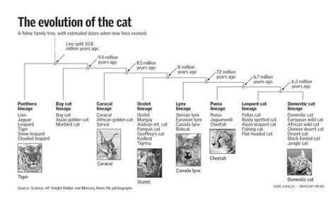 Evolution Of Tiger Timeline