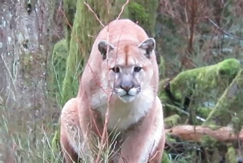 Eye To Eye With A Cougar Who Blinks First Vancouver Is Awesome