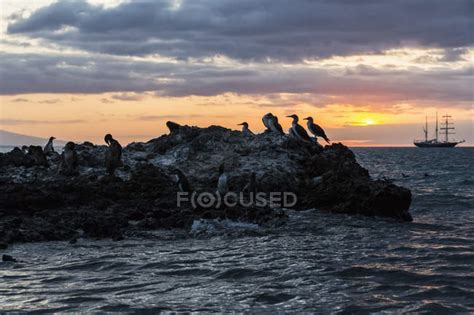 Ecuador Galapagos Islands Isabela Blue Footed Boobies On Rock At