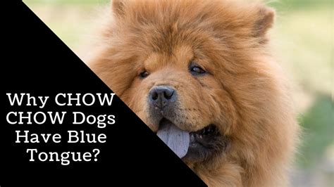 Why Chow Chow Dogs Have Blue Tongue Youtube