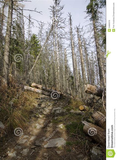 Damaged Forest Stock Photo Image Of Mountains Roztoki 34889376