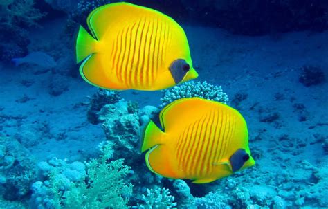 Wallpaper Fish Underwater World Underwater Ocean