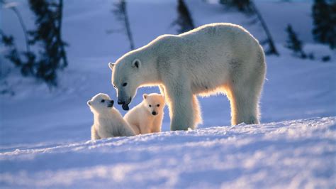 Newborn Polar Bear Cubs Lodge Arctic Canada Natural