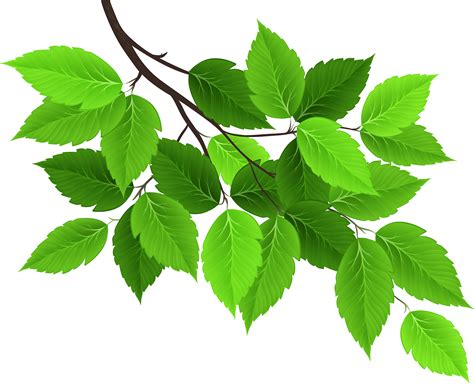 Branch With Green Leaves Png Clip Art Image Gallery Yopriceville