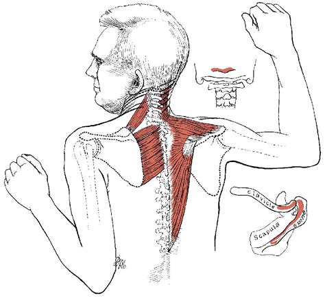 Cervical Radiculopathy Home Exercises Pdf Staff Of Life Blogged