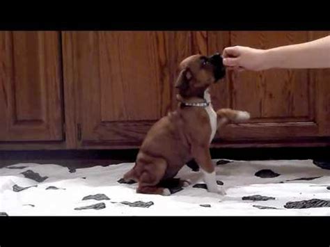 Puppy should not be weaned yet. Boxer Puppies Turn 6 Weeks Old - YouTube