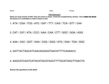 Write your answers to the questions in your lab notebook or on a separate sheet of paper, as instructed by your teacher. DNA Replication Worksheet Answer Key