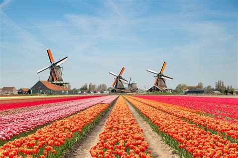 Netherlands Tulip Fields Guide 4 Best Tulip Fields In Holland Spring