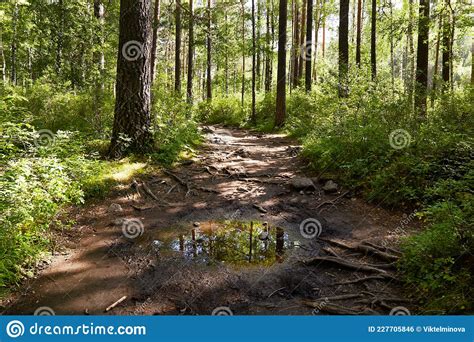 A Picturesque Forest After The Rain The Roots Of Trees That Protrude