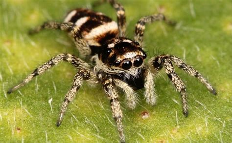 10 Strange Facts About Spiders You Probably Dont Know