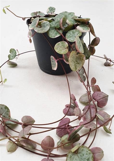 Ceropegia Woodii Variegated String Of Hearts Rare Vine Etsy