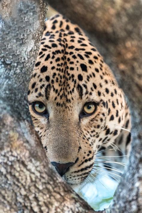 Leopard Peep By Rudi Hulshof Photo 214943399 500px Wild Cats