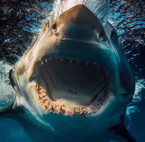 Photographer Captures Incredible Close Up Shots Of Sharks Shark