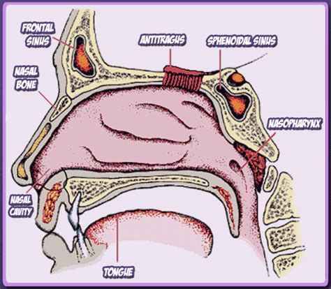 Parts Of The Nose And Their Functions