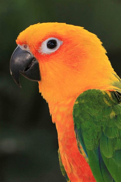 Rare Exotic Pet Birds Unique Rare Bird
