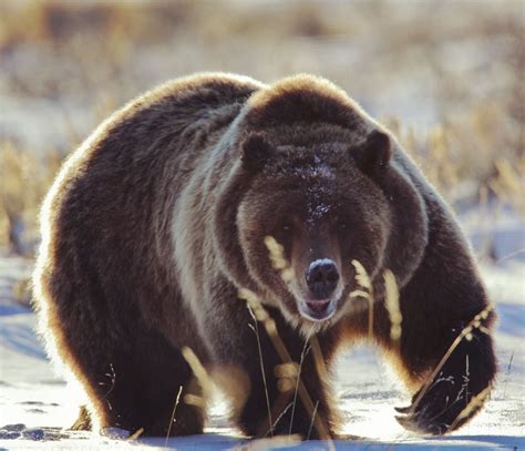Photo By Drewtrush Ursus Arctos Horribilis The Grizzly Bear Given