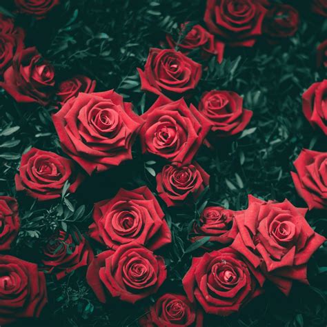 Red Rose Flower Wallpaper Best Flower Site
