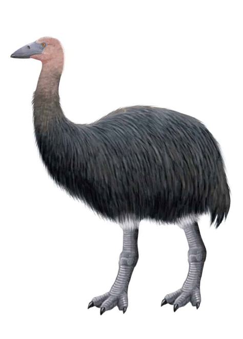 What Is The Largest Extinct Bird A Z Animals