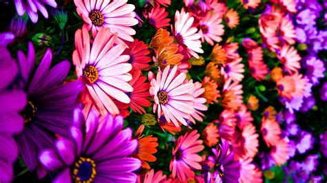 Immagine 1 / 4 cosa è orto fiori? Immagini Fiori 4K : Fiori Frattali Rosa 4k Astratto Hd Sfondo Del Desktop Widescreen Alta ...