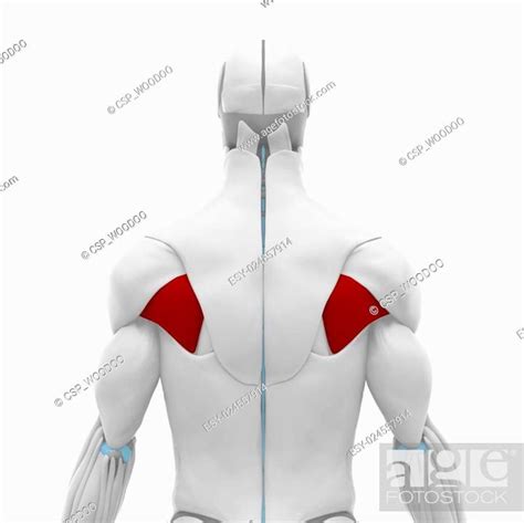 Infraspinatus Muscles Anatomy Map Stock Photo Picture And Low