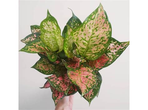 Aglaonema Pink Lady A Stunning Indoor Plant With Easy Care Tips