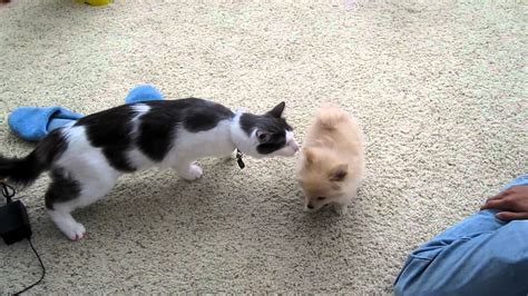 Cat Meets New Puppy For The First Time Youtube