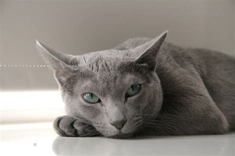 Russian Blue Temperament And Personality Russian Blue Love 2015