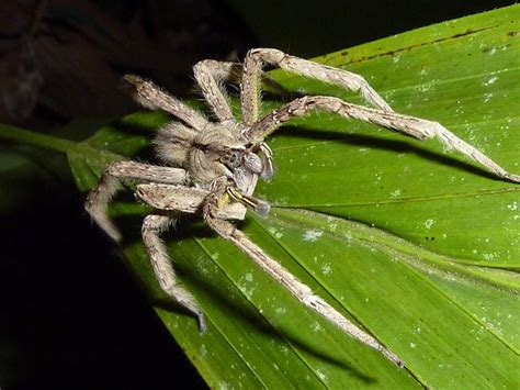 Video The Worlds Top 5 Deadliest Spiders Will Scare You To Death