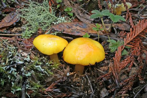 Img2451r Yellow Waxy Cup Hygrocybe Flavescens Steve Perdue Flickr