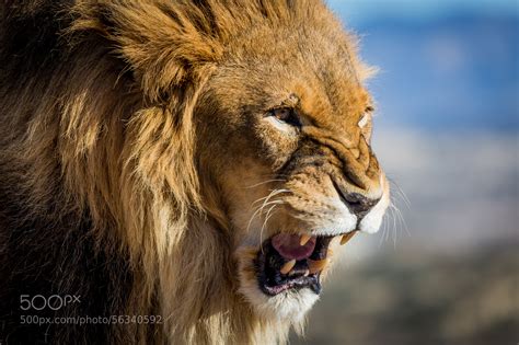 Lion Pack Leader By Henning Visser 500px