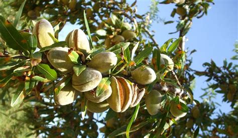 El Almendro Un Rbol Medicinal La Verdad Noticias