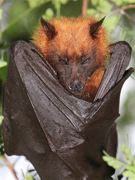 Giant Fruit Bat Compared To Human