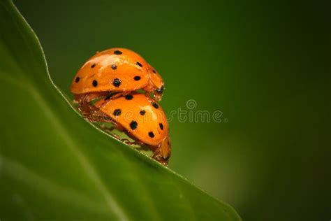 Ladybugs Mating Stock Photo Image Of Leaf Colour Background 7370514