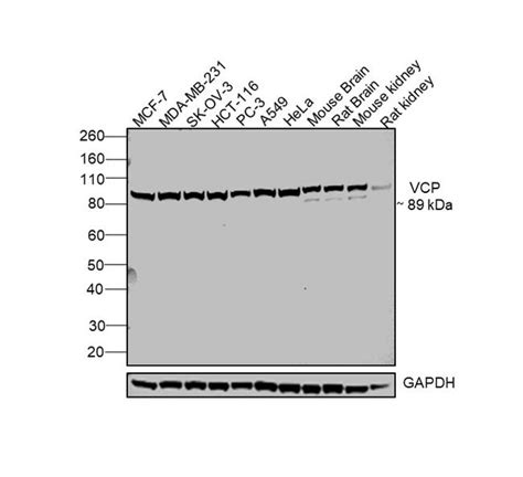 vcp polyclonal antibody pa5 80217
