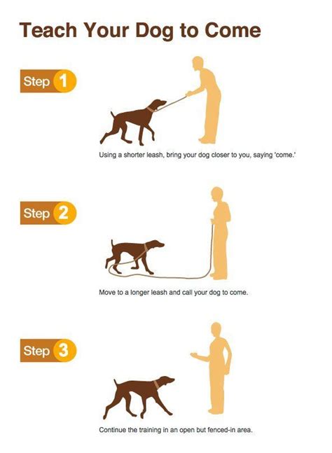 17 Best Images About Dog Training Behavior And Infographics On Pinterest
