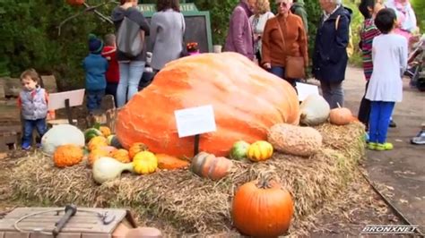 New York Botanical Garden Giant Pumpkin Weekend Youtube