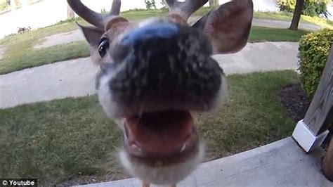 Give Me A Kiss Deer Cameraman Shocked As Wild Buck Licks His Lens And Gives Him Incredible