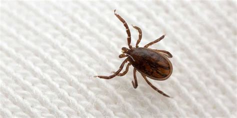 Lyme Disease Vs Ringworm How To Tell The Difference