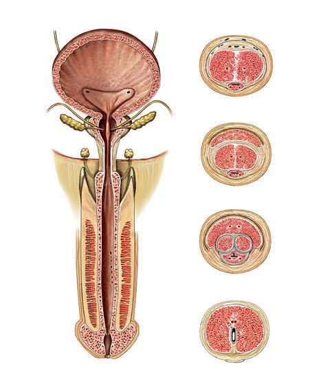 Male Genital System Photograph By Asklepios Medical Atlas Pixels Merch