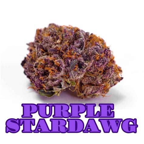 Purple Stardawg Feminised Cannabis Seeds By Discreet Seeds Buy Purple