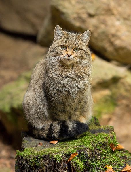 European Wild Cat Felis Ssilvestris Bavarian Forest Bayerischer