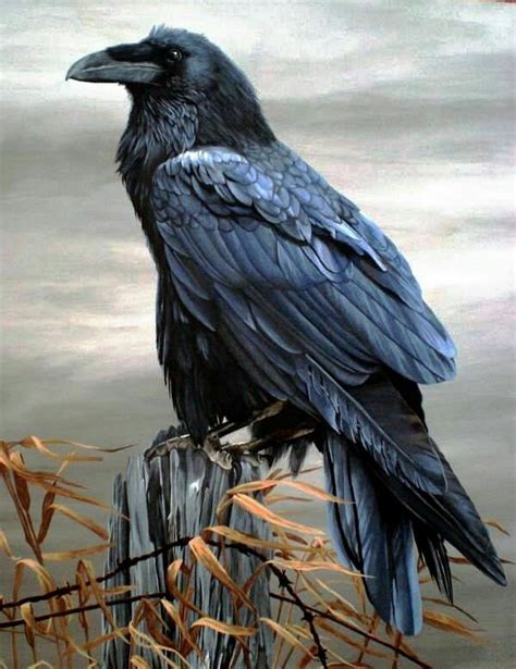 Not Keen On The Background But What A Beautiful Creature Raven Art