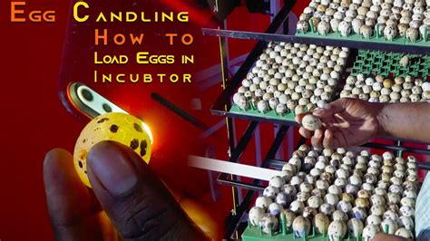 2000 Capacity Egg Hatching Incubator How To Do Candling To Identify